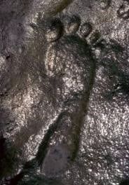 Huella humana de 290 millones de años hallada en Nuevo México en EEUU; la piedra es del periodo Pérmico
