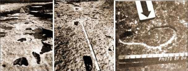 En fin, como sea, se han encontrado las pisadas de humanos junto a la de dinosaurios como en el Río Paluxy en Glen Rose, Texas-EEUU. Dinosaurios y seres humanos convivieron; en la foto de la izquierda, perteneciente al Dr. Cecil N. Dougherty (copyright), se puede ver, en la misma capa geológica, la huella de un pie humano junto a la pisada tridáctila de un Acrocanthosaurus, a orillas del río Paluxy, en Glen Rose.. 