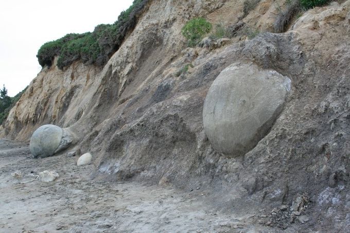 Una de las esferas de piedra Moeraki aparece de la tierra a orillas de la playa
