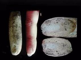Dedo humano fósil de entre 100 y 110 millones de años hallado en una isla del Ártico de Canadá; la imagen inferior es su radiografía
