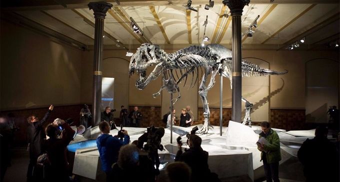 El Tyrannosaurus rex Tristán, hallado en Montana, es uno de los esqueletos mejor conservados que se han descubierto.
Foto: Axel Schmidt, Getty Images
