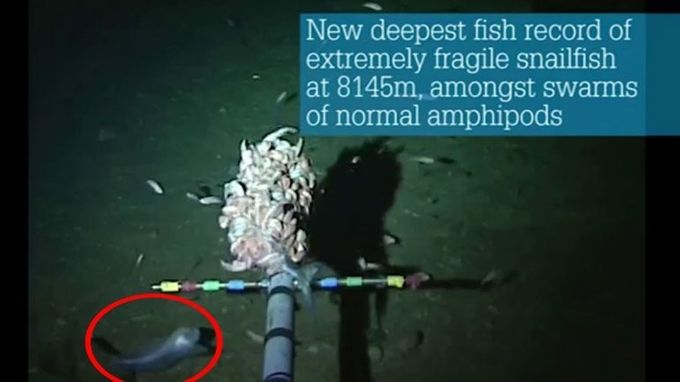 Nuevo récord de un pez en lo más profundo de fragilidad del pez caracol a 8,145 m entre enjambres de anfípodos 