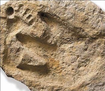 Huella de un homínido bípedo, sobre pisada por la de un terópodo encontrada en el Río Paluxy, en Texas