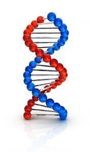 La doble hélice del ADN controla la composición genética de la vida en la Tierra.